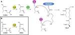 Biochemical and crystallographic investigations into isonitrile formation by a nonheme iron-dependent oxidase/decarboxylase